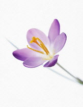 Crocus, Crocus 'Skyline'.