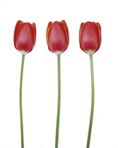 Tulip, Tulipa.