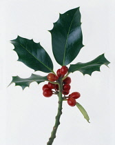 Holly, Ilex aquifolium.