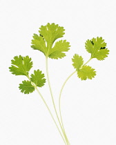 Coriander, Coriandrum sativum.