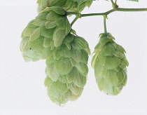 Hop, Humulus lupulus.