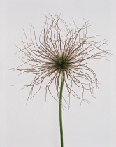 Pasque flower, Pulsatilla vulgaris.