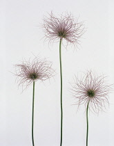 Pasque flower, Pulsatilla vulgaris.