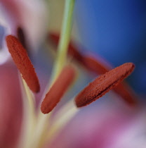 Lily, Lilium ' Golden Splendor'.