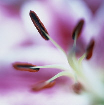 Lily, Lilium 'Star Gazer'.