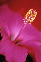 Hibiscus, Hibiscus rosa-sinensis.