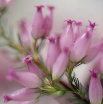 Heather, Winter heath, Spring heath, Bell heather, Erica.