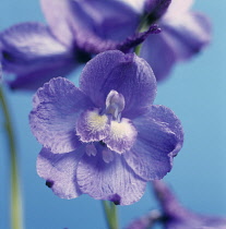 Delphinium, Delphinium 'Blue Bees'.