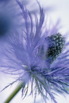 Sea Holly, Eryngium alpinum.