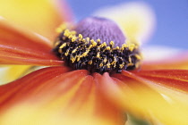 Coneflower, Black-eyed Susan, Rudbeckia hirta.