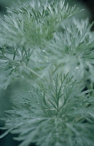 Wormwood, Artemisia absinthium 'Powis Castle'.