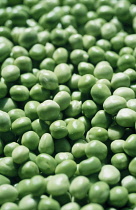 Pea, Pisum sativum.