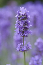 Lavender, Lavandula angustifolia.