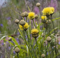 Giant knapweed, Centaurea macrocephala.