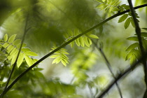 Rowan, Sorbus aucuparia.