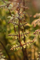 Fern, Athyrium filix-femina subs. angustum f. rubellum 'Lady in Red', Red lady fern.