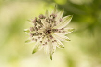 Astrantia, Astrantia major, Masterwort.