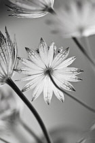 Astrantia, Astrantia major, Masterwort.