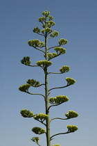 Agave, Agave americana marginata.