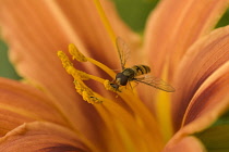 Lily, Hemerocallis fulva, Daylily orange.