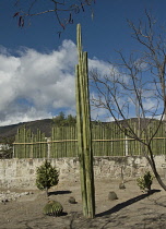 Cactus, Pachycereus Marginatus, Mexican fence post cactus.