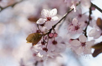 Cherry plum, Prunus cerasifera 'Nigra'.