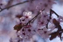 Cherry plum, Prunus cerasifera 'Nigra'.