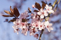 Cherry plum, Prunus cerasifera 'Nigra'.