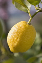 Lemon, Citrus limon.
