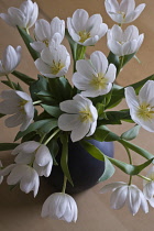 Tulip, Tulipa.