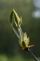 Horse chestnut, Aesculus hippocastanum.