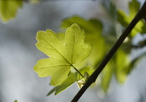Maple, Acer campestre, Field maple.
