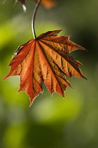 Maple, Acer platanoides, Norway maple.
