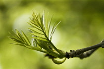 Ash, Fraxinus excelsior.