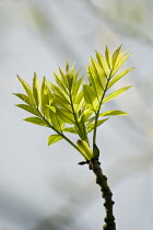 Ash, Fraxinus excelsior.