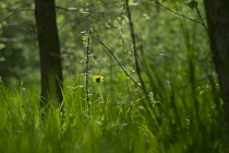 Dandelion, Taraxacum officinale.