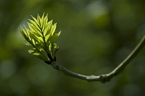 Ash, Fraxinus excelsior.