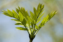 Ash, Fraxinus excelsior.