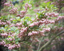 Red bells, Enkianthus campanulatus.