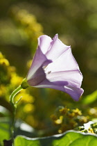 Bindweed, Convolvulus arvensis.