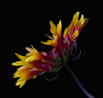 Blanket flower, Gaillardia.