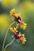 Blanket flower, Gaillardia.