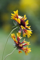 Blanket flower, Gaillardia.