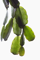 Christmas cactus, Schlumbergera.
