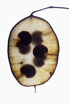 Honesty, Lunaria annua.
