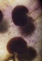 Honesty, Lunaria annua.