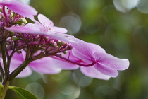 Hydrangea, Hydrangea macrophylla, Lacecap hydrangea.