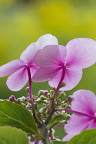 Hydrangea, Hydrangea macrophylla, Lacecap hydrangea.