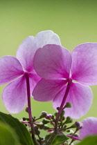 Hydrangea, Hydrangea macrophylla, Lacecap hydrangea.