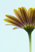 Osteospermum, Osteospermum 'Sunny Bella'.